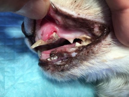 犬歯が折れた (1)