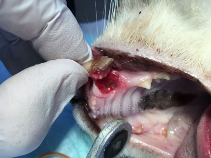 犬歯が折れた (3)