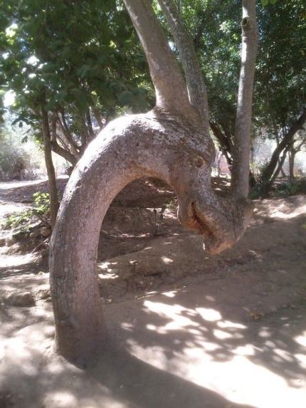 木製のドラゴン