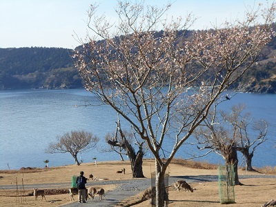 くるい咲き桜＠金華山鹿山公園－１