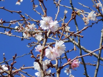 くるい咲き桜＠金華山鹿山公園－２