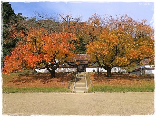 旧閑谷学校『櫂の木』紅葉　　備前市閑谷