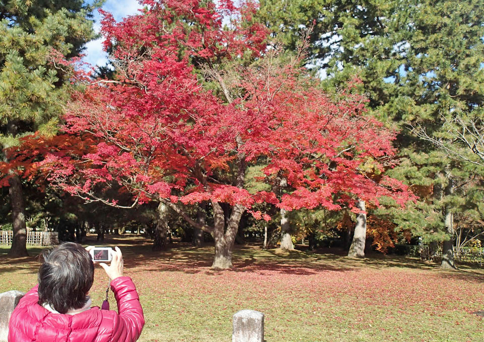 鷹司邸跡の紅葉