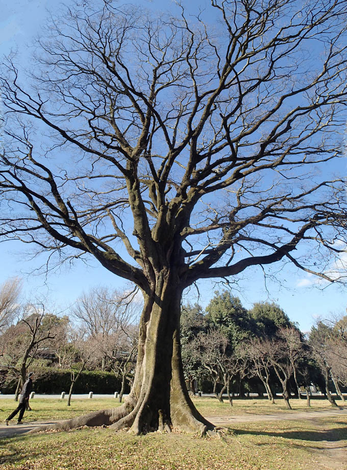エノキの巨木