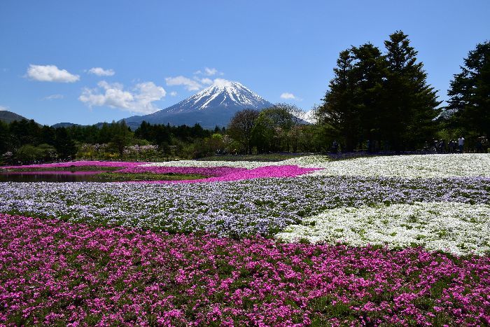 002-富士芝桜まつり