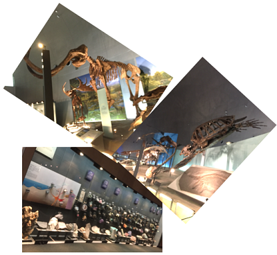 恐竜博物館 3