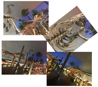 恐竜博物館 骨格