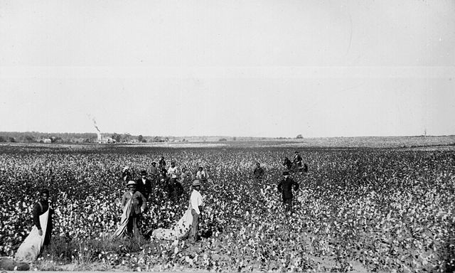 オクラホマ州の綿花収穫の風景