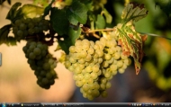5_Bourgogne Vineyards26
