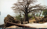8_Gambia baobab18s