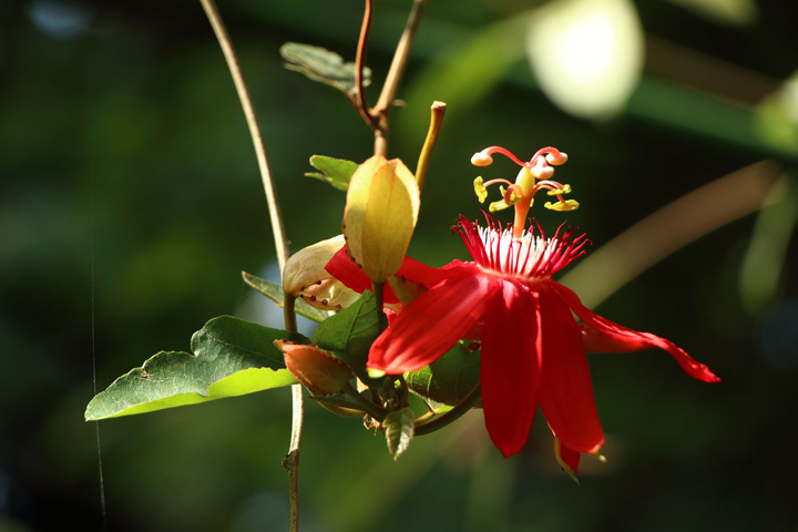 170226_Passiflora-Coccinea.jpg
