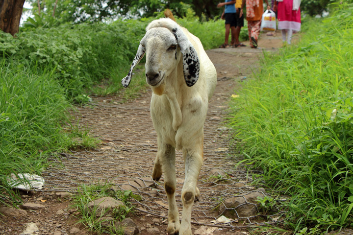 170806_India-Goat_male.jpg