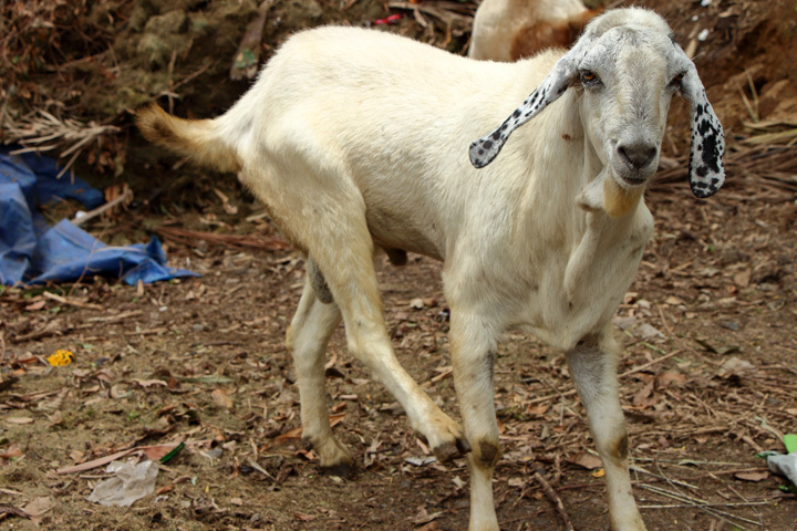 170806_India-Goat_male_2.jpg