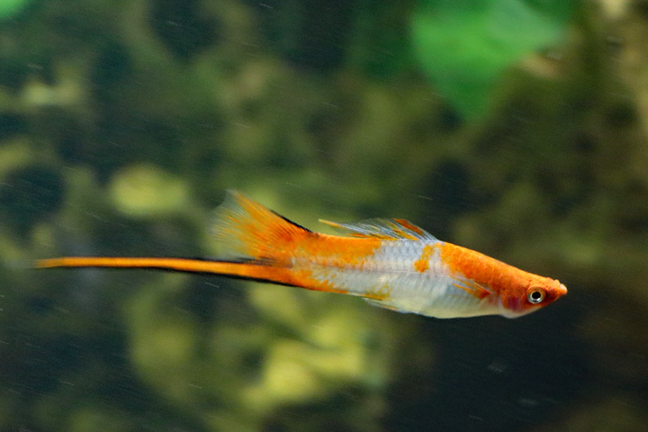 171021_Swordtail-Fish.jpg