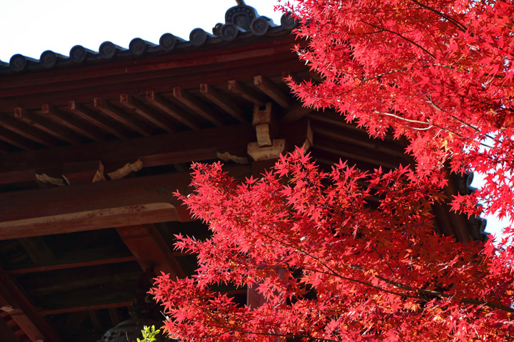 171222_Ueno-Park_Autumn-Leaves.jpg