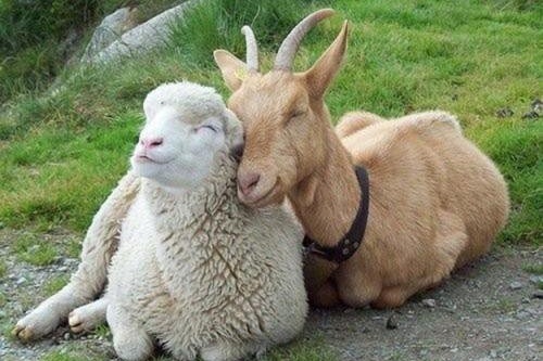 山羊と羊