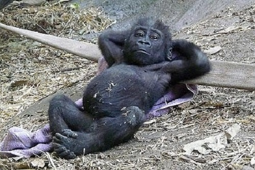 Baby Gorilla Chilling