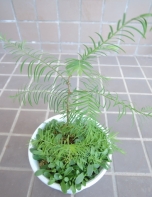 メタセコイアの幼木
