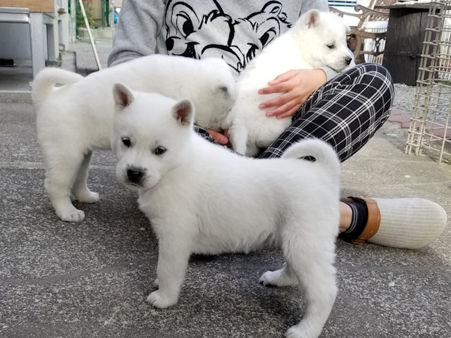 紀州犬の子犬20180107-02