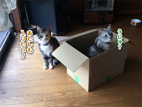 20170702_箱猫3
