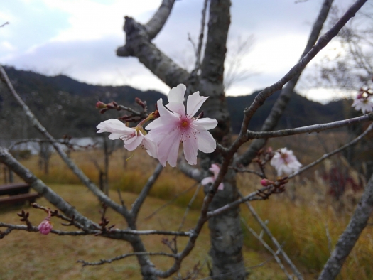 2017冬桜