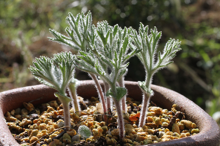 12珍奇植物‼️Eriospermum Erinumエリオスペルマム sp.新品種-