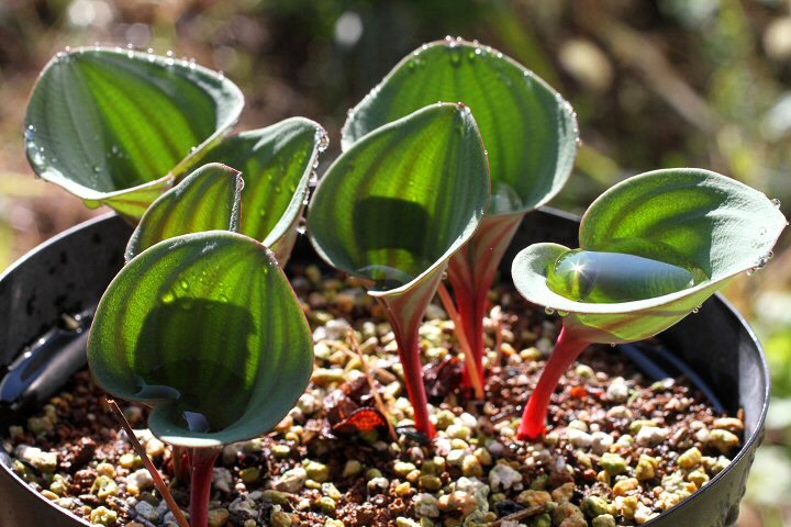12珍奇植物‼️Eriospermum Erinumエリオスペルマム sp.新品種