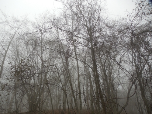 今朝の霧２