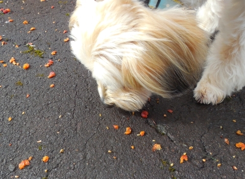 ズミの実を食べる犬